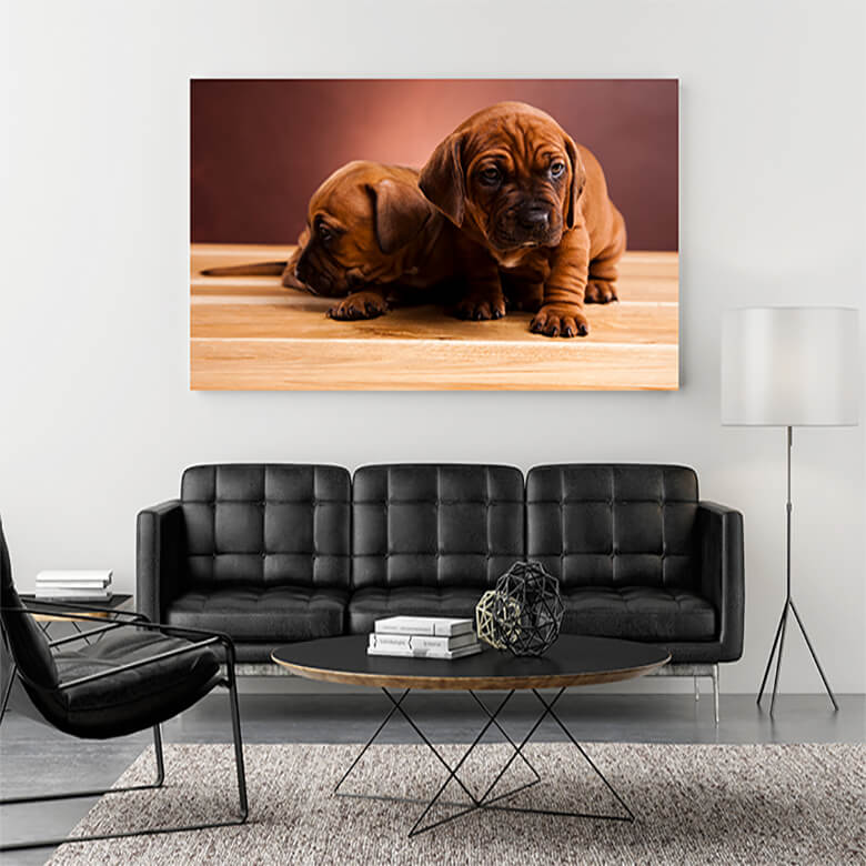 M1 Mockup 0016 Mockup 0002 17166462 puppy beautiful bright pet concept AOAY1203