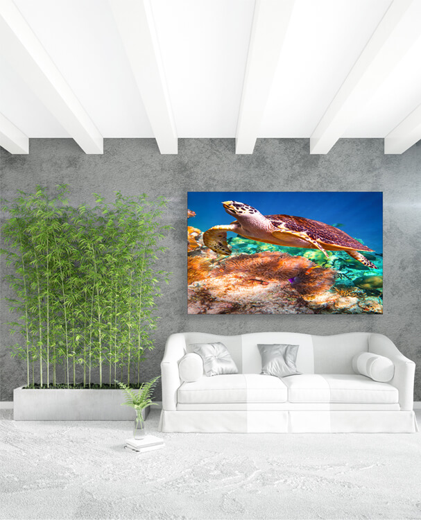 M1 0001 M Mockups 0028 16782250 hawksbill turtle eretmochelys imbricata AOAY1147