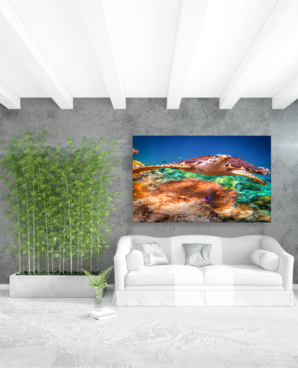 M1 0002 M Mockups 0027 16782258 hawksbill turtle eretmochelys imbricata AOAY1148