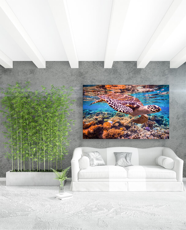 M1 0011 M Mockups 0024 16782276 hawksbill turtle eretmochelys imbricata AOAY1151