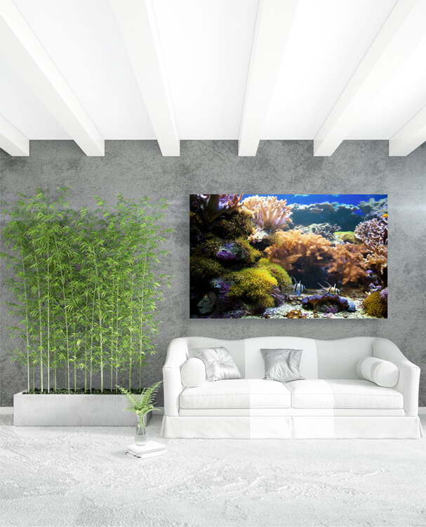 M1 0017 M Mockups 0040 4878852 underwater life coral reef fish AOAY1135