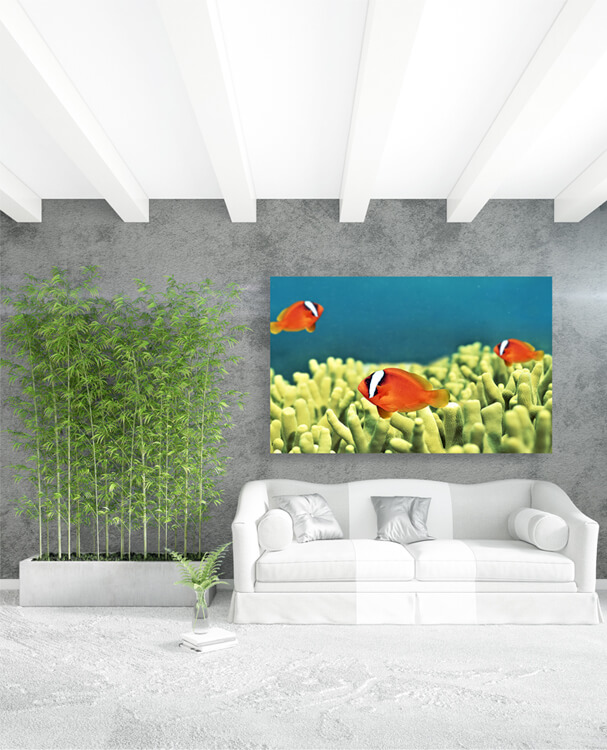 M1 0019 M Mockups 0002 4738254 the underwater world of fish and plants AOAY1132