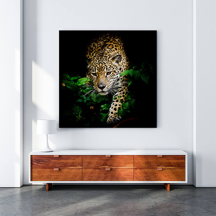 M1__0025_M__0017_PANORAMIC_0021_15722142_close-up-jaguar-portrait _AOAY1194