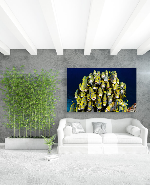 M1 0033 M Mockups 0015 35779366 raja ampat underwater pictures AOAY1161