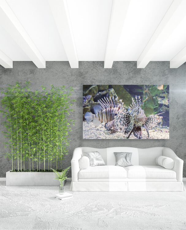 M1 0034 M Mockups 0016 27179700 lionfish marine life underwater animal portrait of a dangerous fish AOAY1160