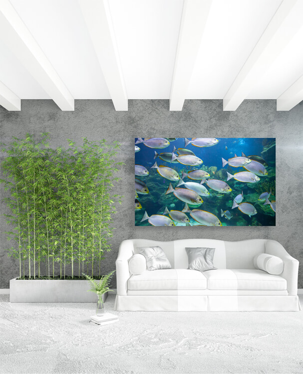 M1 0035 M Mockups 0018 26658990 tropical fish underwater AOAY1158