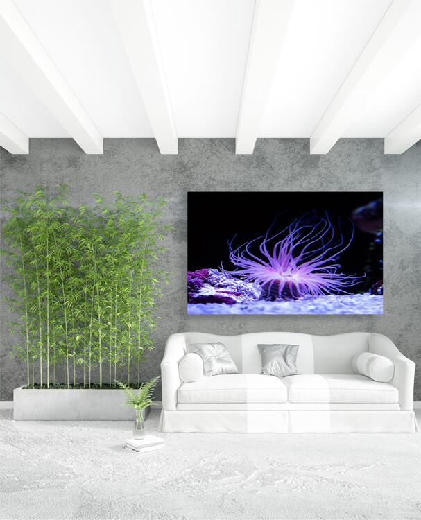 M1 0036 M Mockups 0017 27166404 beautiful sea anemone lighting up in purple blue and pink plant AOAY1159