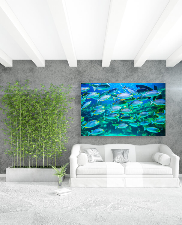 M1 0037 M Mockups 0020 25376234 school of fish underwater AOAY1156
