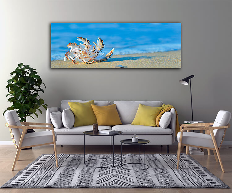 M2 0005 TTT1 0016 8515200 seashell on the beach AOAY1567