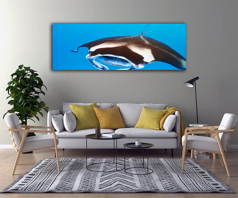 M2 0022 Mockups Panoramic 0021 12753452 manta ray floating underwater AOAY1367
