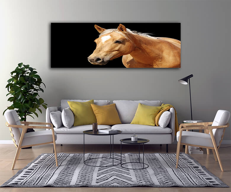 M2 0026 Mockups Panoramic 0041 1323904 close up golden palomino horse AOAY1328