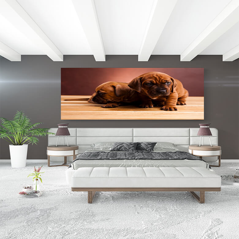 M2 Mockup 0029 Mockup 0002 17166462 puppy beautiful bright pet concept AOAY1203