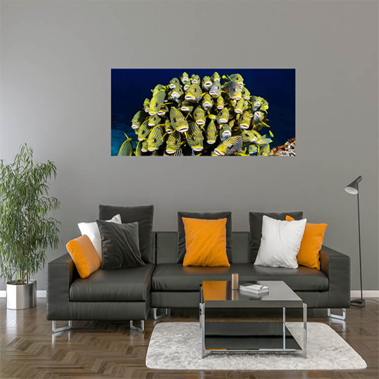 M2 0017 M Mockups 0015 35779366 raja ampat underwater pictures AOAY1161