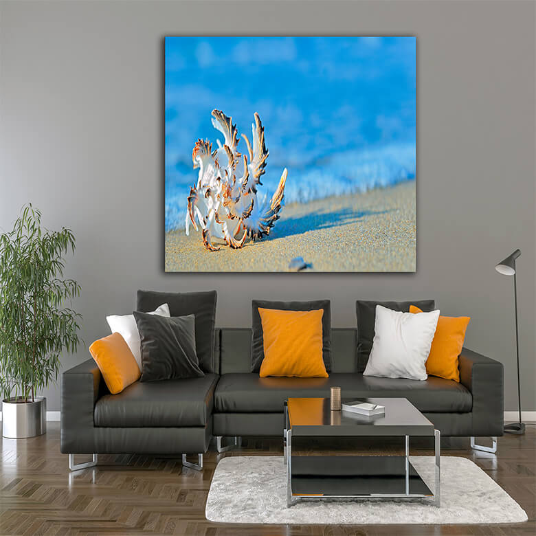 M3 0000 PP1 0016 8515200 seashell on the beach AOAY1567