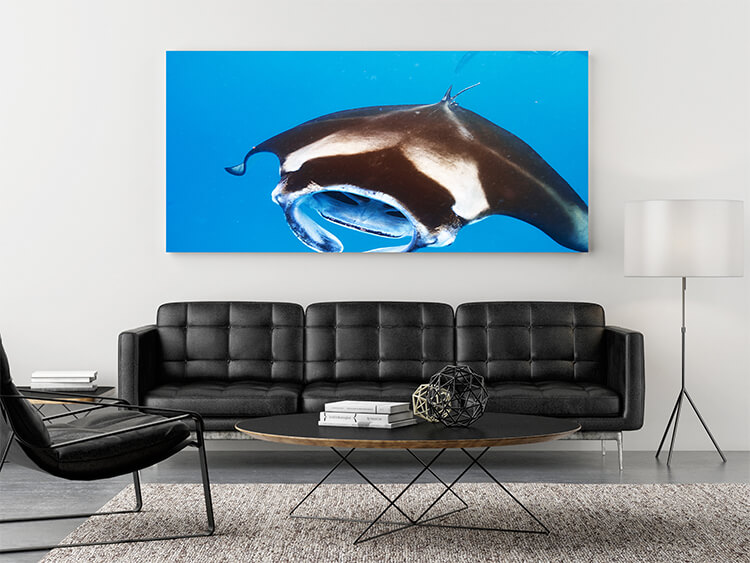 M3 0013 Mockups Panoramic 0021 12753452 manta ray floating underwater AOAY1367