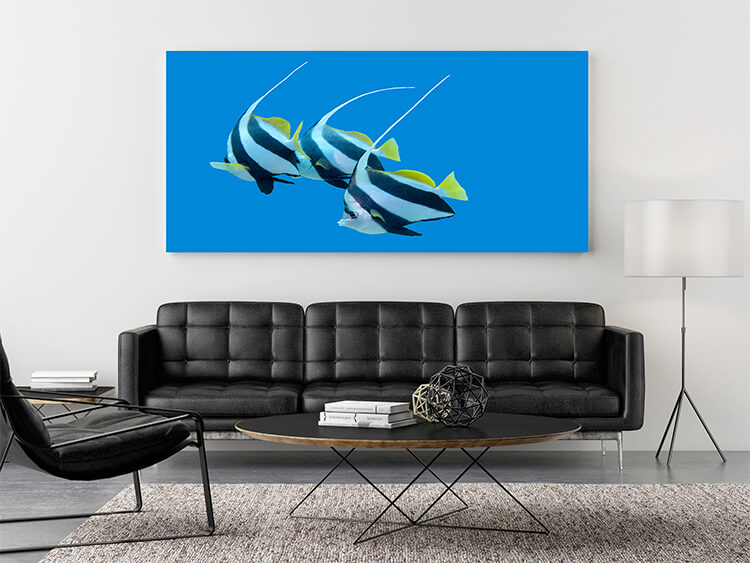 M3 0014 Mockups Panoramic 0018 18458860 bannerfishes in tropical sea underwater AOAY1384