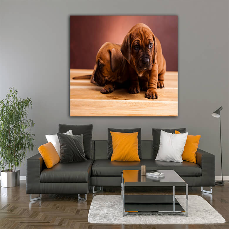 M3 Mockups 0019 Mockup 0002 17166462 puppy beautiful bright pet concept AOAY1203