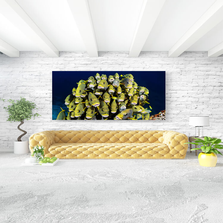 M3 0008 M Mockups 0015 35779366 raja ampat underwater pictures AOAY1161