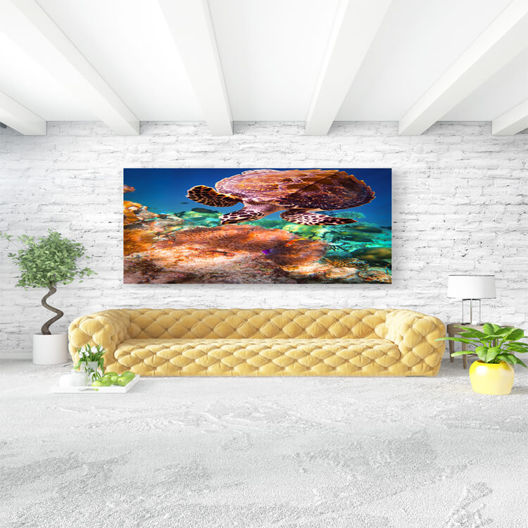 M3 0028 M Mockups 0025 16782266 hawksbill turtle eretmochelys imbricata AOAY1150
