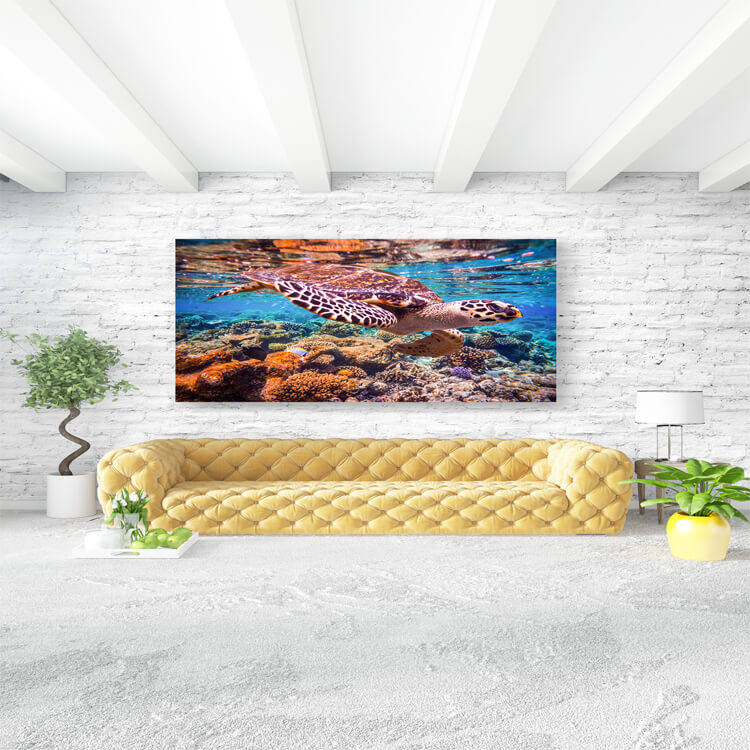 M3 0029 M Mockups 0024 16782276 hawksbill turtle eretmochelys imbricata AOAY1151