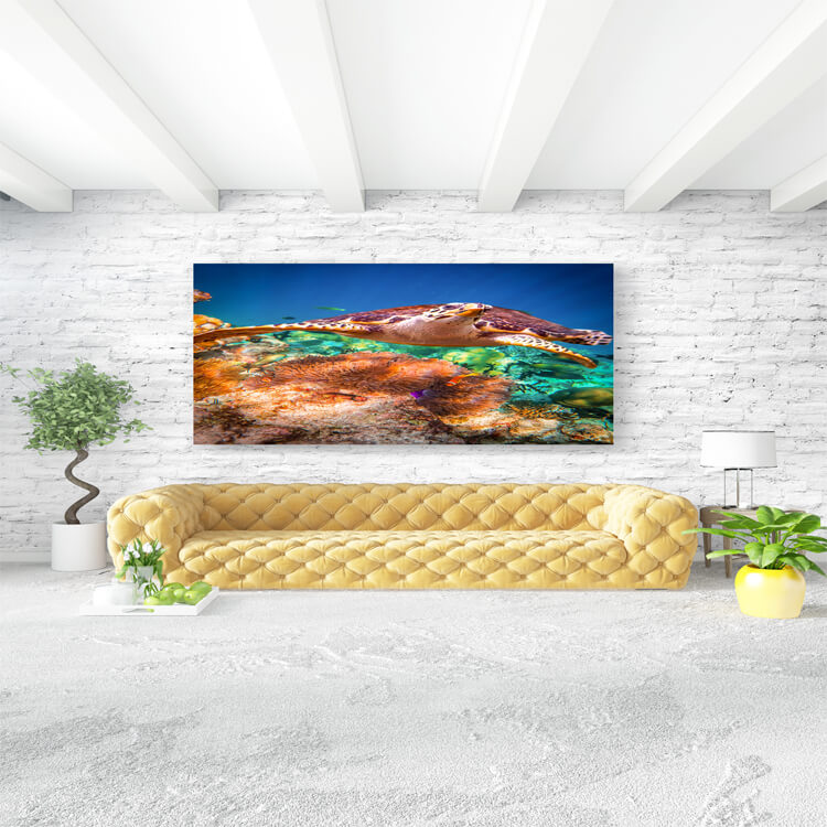 M3 0031 M Mockups 0027 16782258 hawksbill turtle eretmochelys imbricata AOAY1148