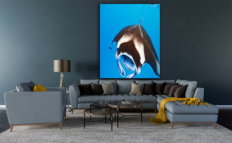 M4 0022 Print Panormic 0021 12753452 manta ray floating underwater AOAY1367