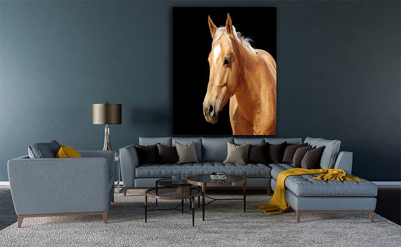M4 0041 Print Panormic 0041 1323904 close up golden palomino horse AOAY1328