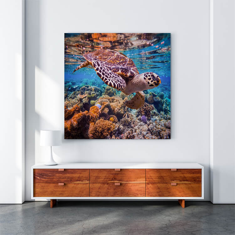 M4 0000 M Mockups 0025 16782266 hawksbill turtle eretmochelys imbricata AOAY1150