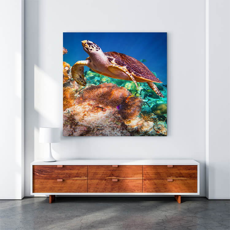 M4 0019 M Mockups 0028 16782250 hawksbill turtle eretmochelys imbricata AOAY1147