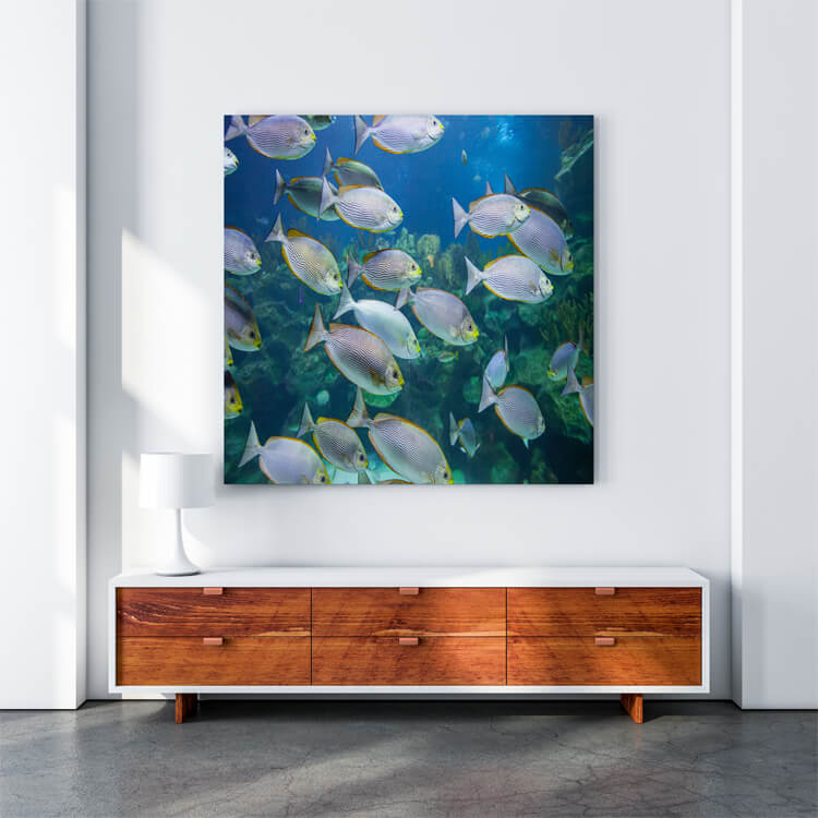 M4 0031 M Mockups 0018 26658990 tropical fish underwater AOAY1158