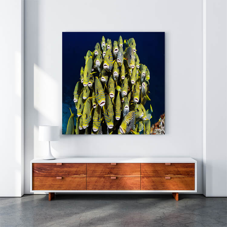 M4 0032 M Mockups 0015 35779366 raja ampat underwater pictures AOAY1161