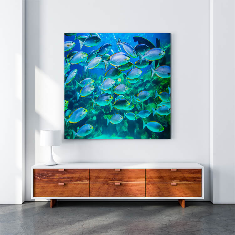 M4 0033 M Mockups 0020 25376234 school of fish underwater AOAY1156