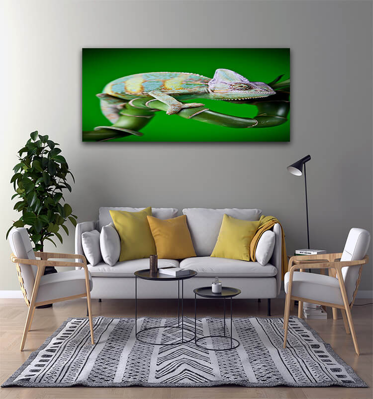 M2 0022 Mockup 0003 17718732 lizard families chameleon bright vivid exotic climate AOAY1383
