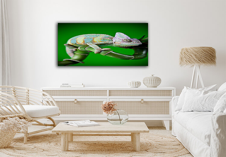 M3 0000 Mockup 0003 17718732 lizard families chameleon bright vivid exotic climate AOAY1383