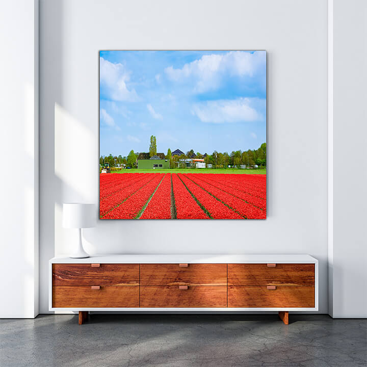 M3 0009 MOCKups 0003 29287642 field of red tulips AOAY1686