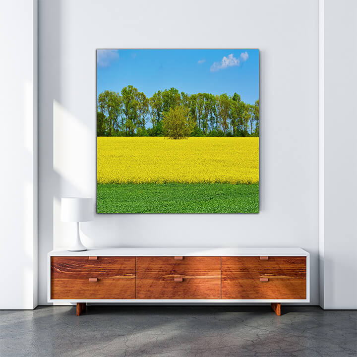 M3 0015 MOCKups 0012 23377620 field of colza and wheat AOAY1677