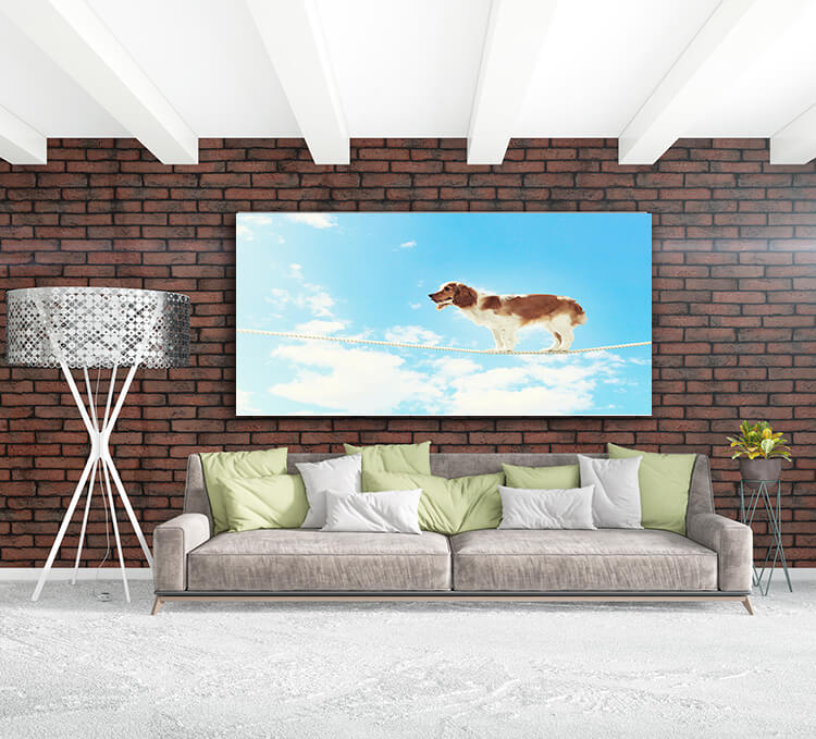 M3 0017 MOCKUP 0019 8982074 dog balancing on rope AOAY1637
