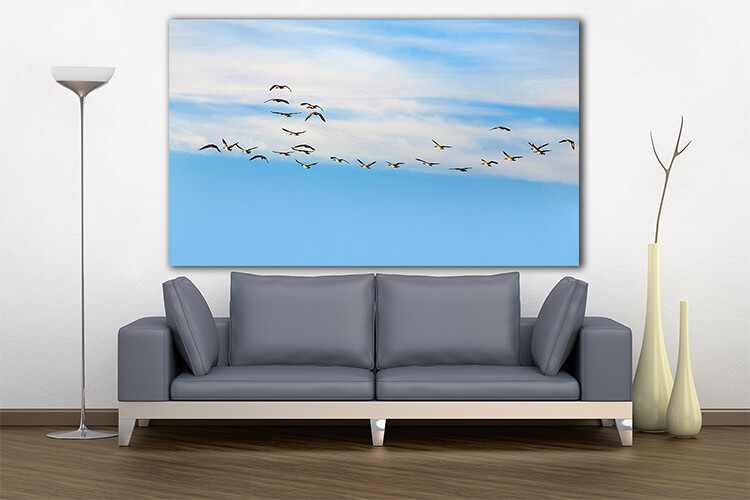 M3 0025 MOCKUPs 0023 PRINT LANDSCAPE 0017 3610671 flying group of geese AOAY1570