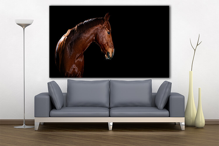 M3 0035 MOCKUPs 0015 PRINT LANDSCAPE 0025 29869230 horse portrait on black background AOAY1600