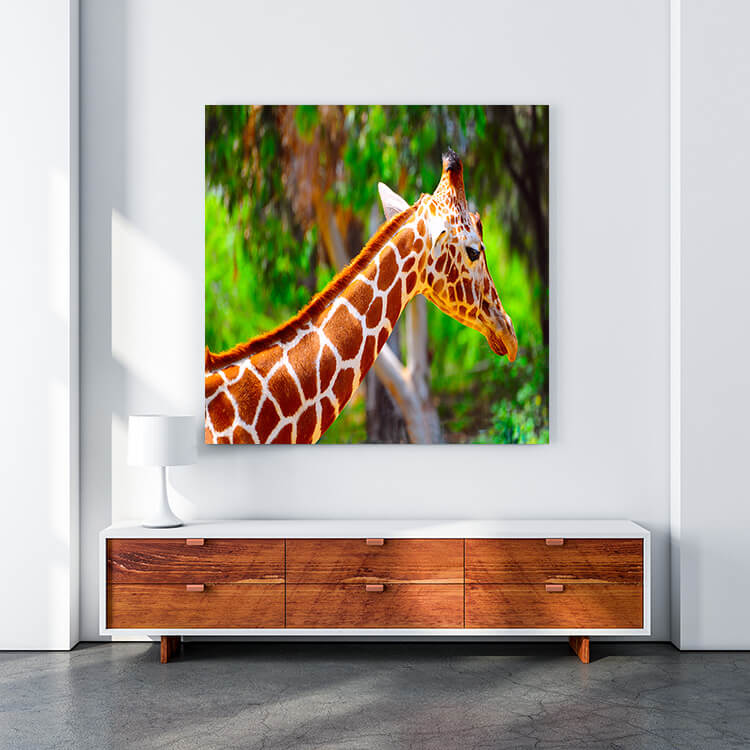 M4 0003 MOCKUP 0032 465724 giraffe AOAY1622
