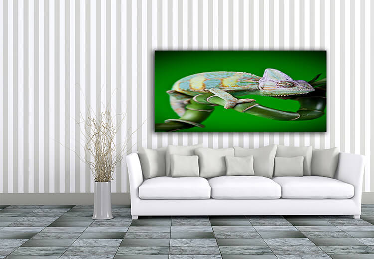 M4 0015 Mockup 0003 17718732 lizard families chameleon bright vivid exotic climate AOAY1383