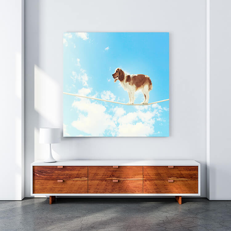 M4 0016 MOCKUP 0019 8982074 dog balancing on rope AOAY1637