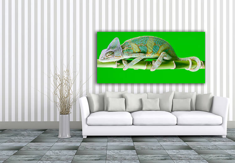 M4 0016 Mockup 0022 1609175 beautiful chameleon AOAY1331