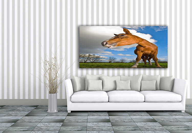 M4 0024 Mockup 0023 1316957 horse looking to the left wide angle AOAY1327