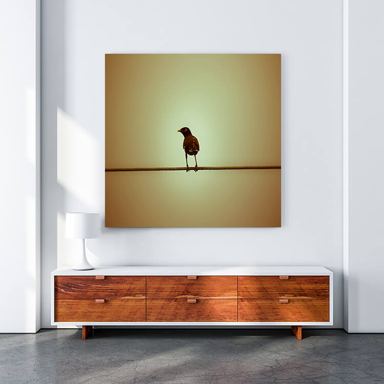 M4 0030 MOCKUP 0005 24921704 common myna bird on electric wire AOAY1652