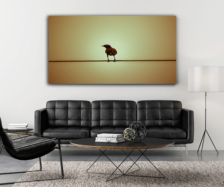 M5 0031 MOCKUP 0005 24921704 common myna bird on electric wire AOAY1652