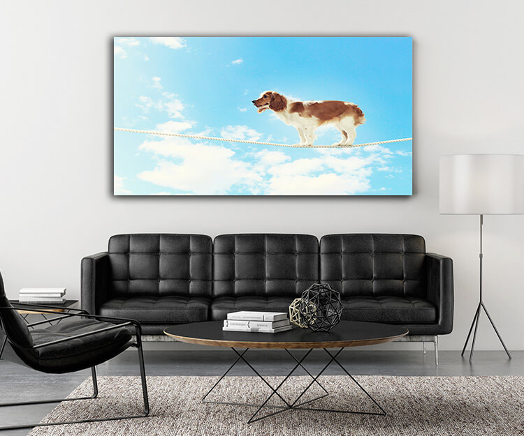 M5 0034 MOCKUP 0019 8982074 dog balancing on rope AOAY1637