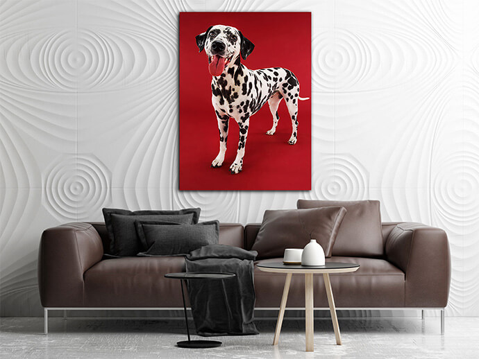 M6_Poritate_0012_Mockups1_P_0020_PRINT1_0015_9999720_dalmatian-standing-with-mouth-open-against-red-background_AOAY1729