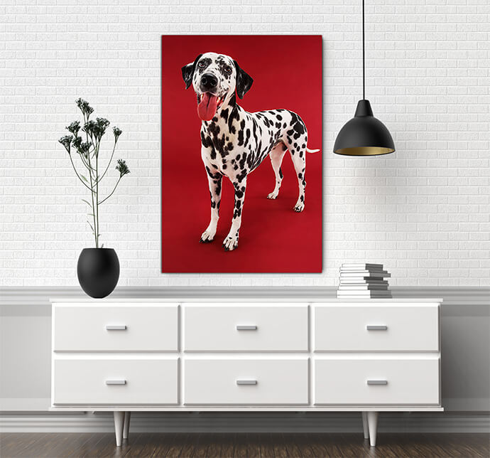 M7_Poritate_0010_Mockups1_P_0020_PRINT1_0015_9999720_dalmatian-standing-with-mouth-open-against-red-background_AOAY1729