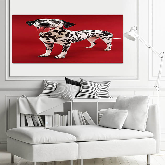 M8_Landscape_0010_Mockups1_P_0020_PRINT1_0015_9999720_dalmatian-standing-with-mouth-open-against-red-background_AOAY1729